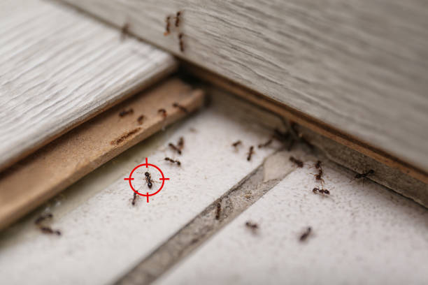 Best Affordable Pest Control Services  in Nanuet, NY