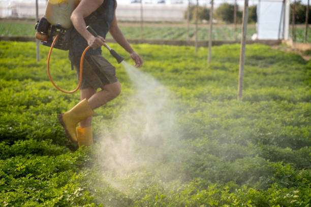 Best Ant Control Services  in Nanuet, NY