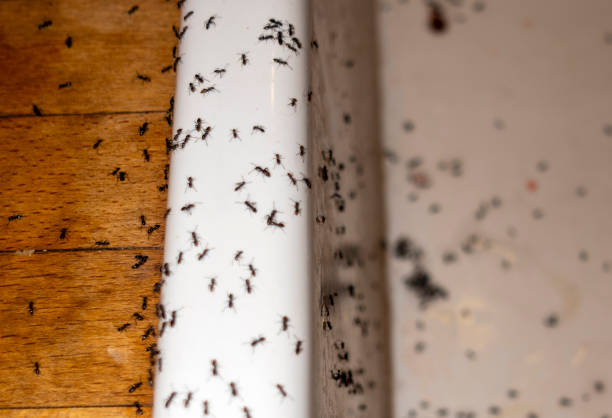 Best Wasp Removal Services  in Nanuet, NY