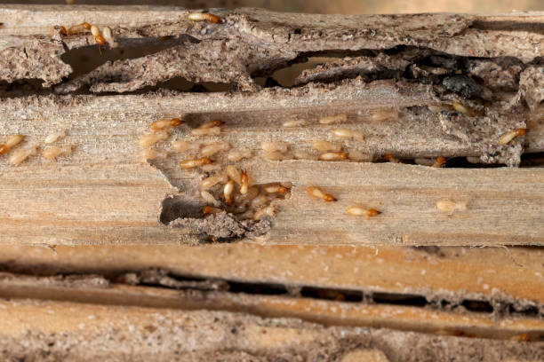 Best Wildlife Control Services  in Nanuet, NY